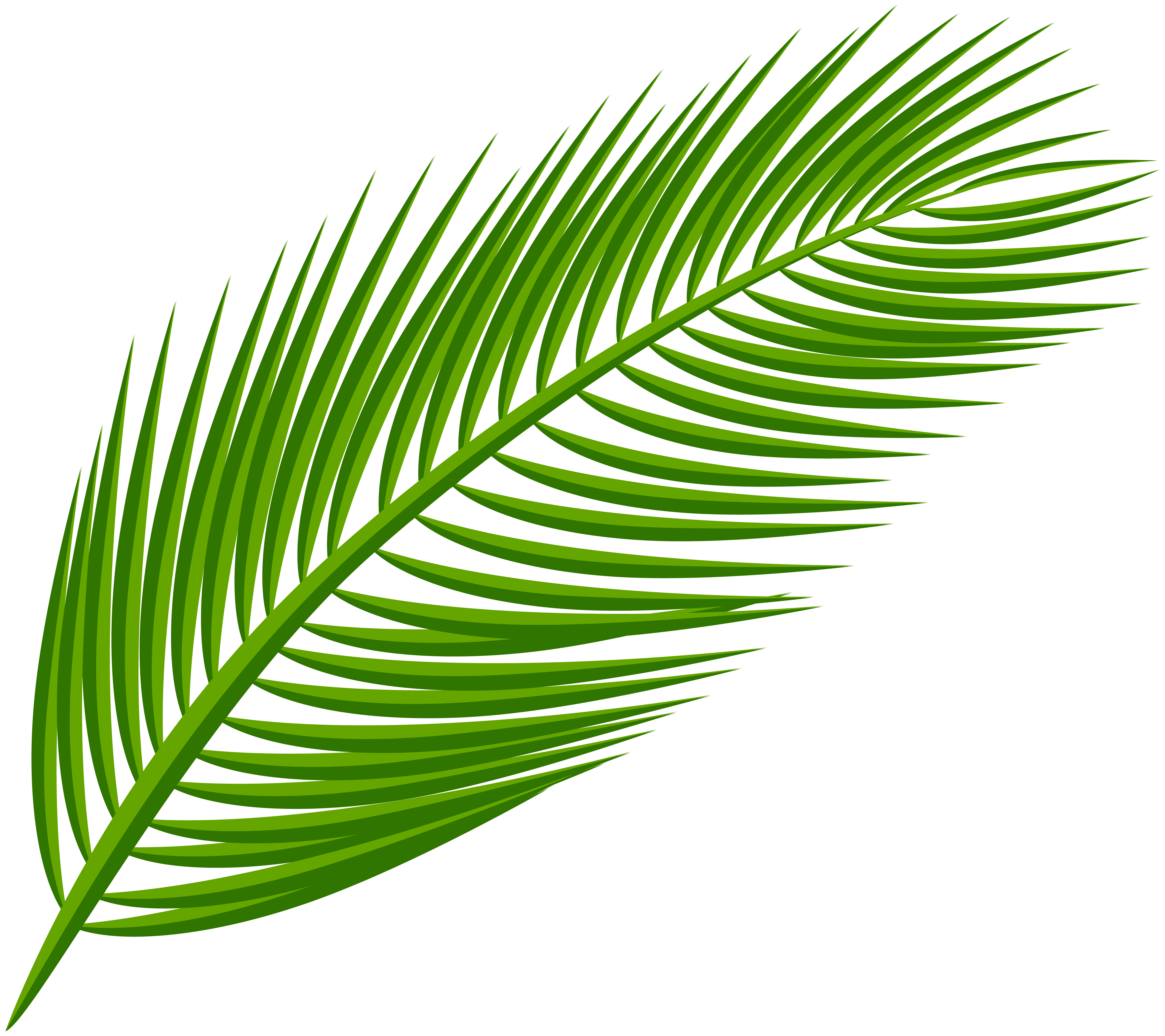 clip art palm tree leaf - photo #50