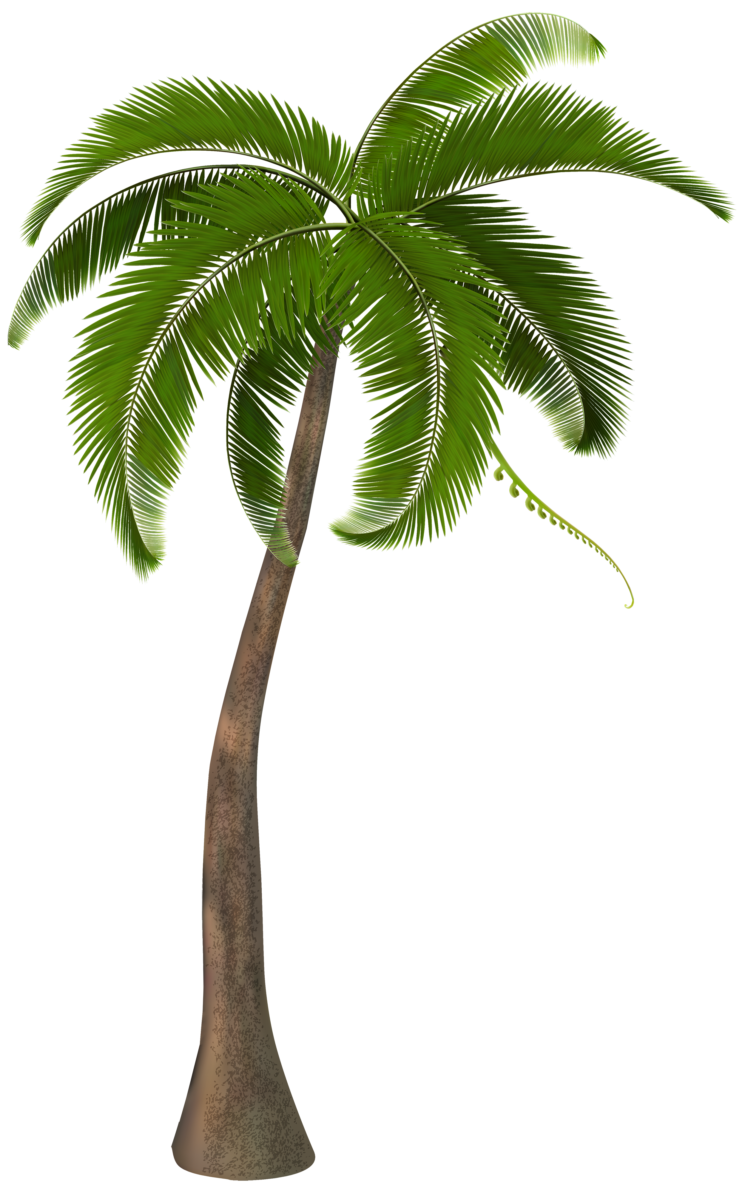  Free Clipart Picture… Trees PNG Clipart Beautiful Palm Tree