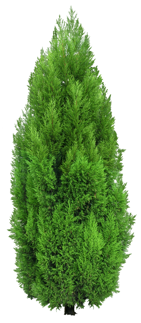 Cypress Tree PNG Clipart | Gallery Yopriceville - High-Quality Images