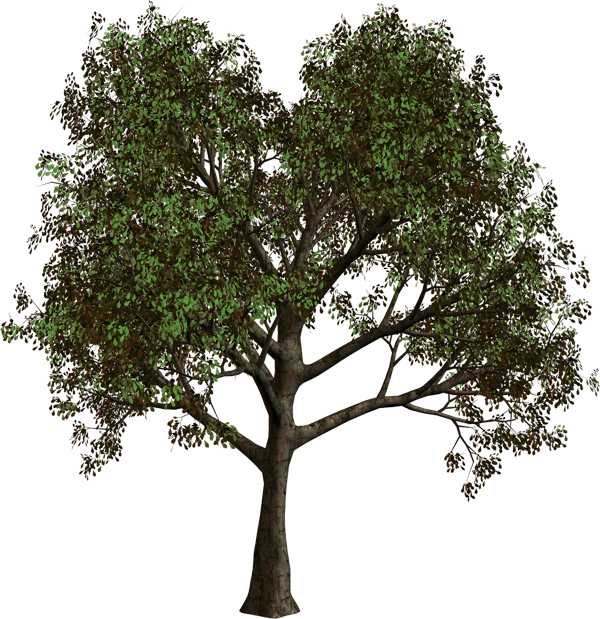 png clipart tree - photo #26