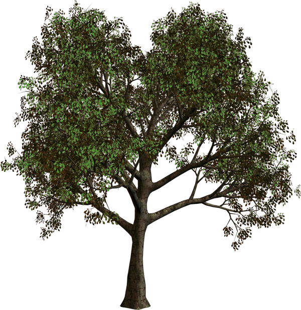 Forest Tree PNG Clipart | Gallery Yopriceville - High-Quality Images