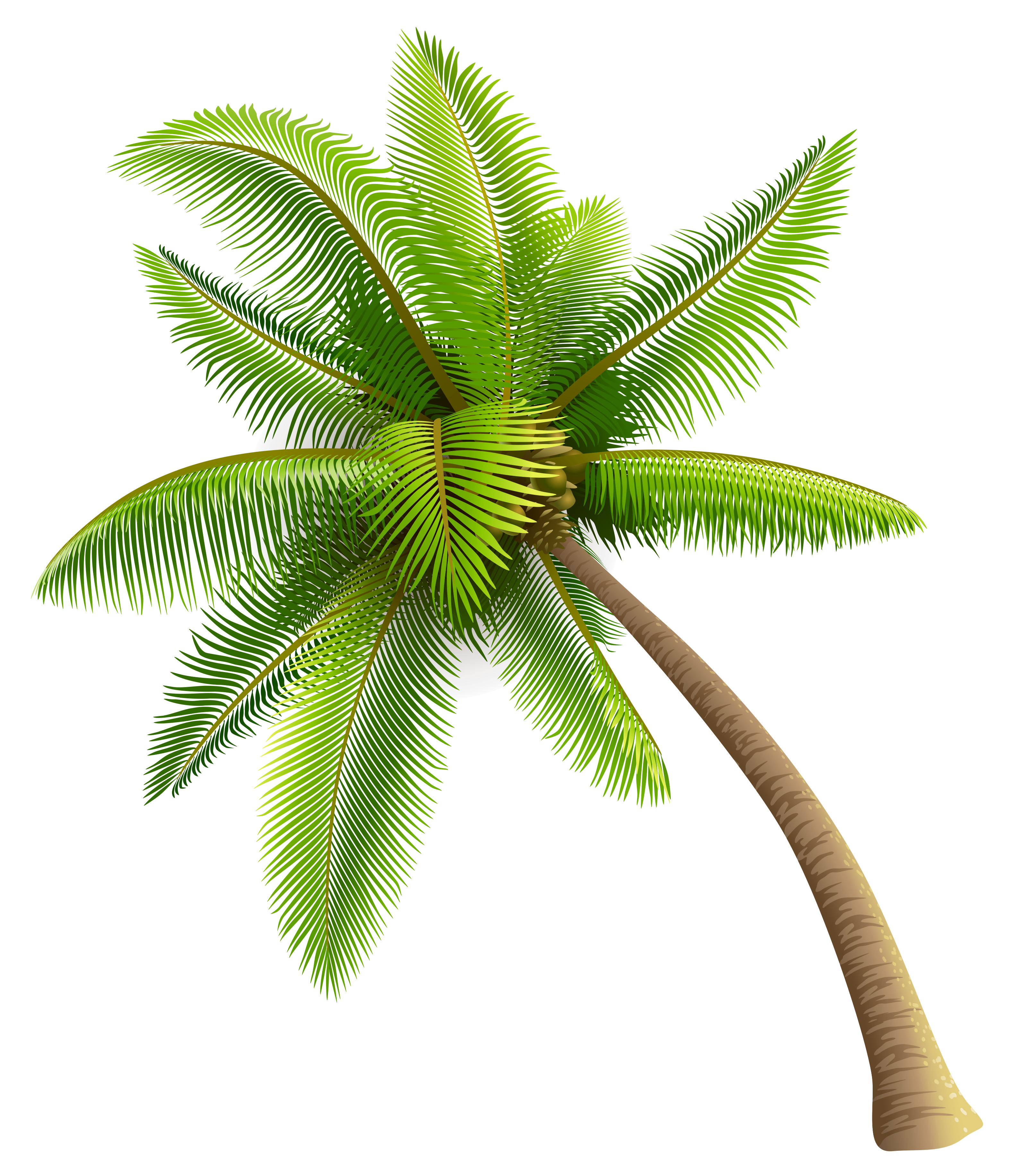  Free Clipart Picture… Trees PNG Clipart Green Palm Tree PNG