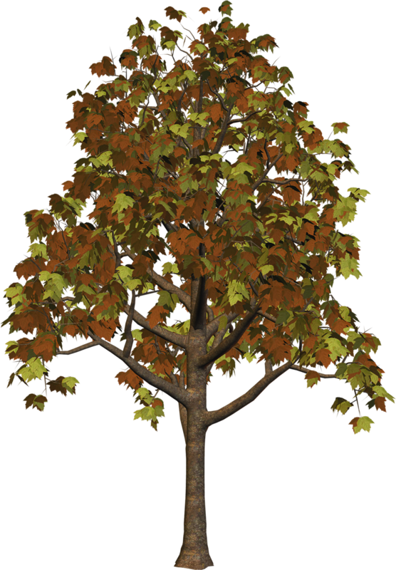 png clipart tree - photo #21