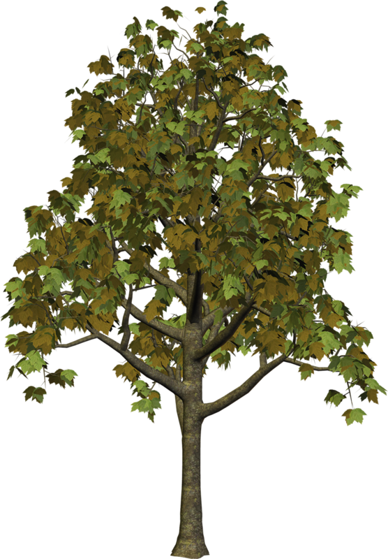 clipart tree png - photo #47