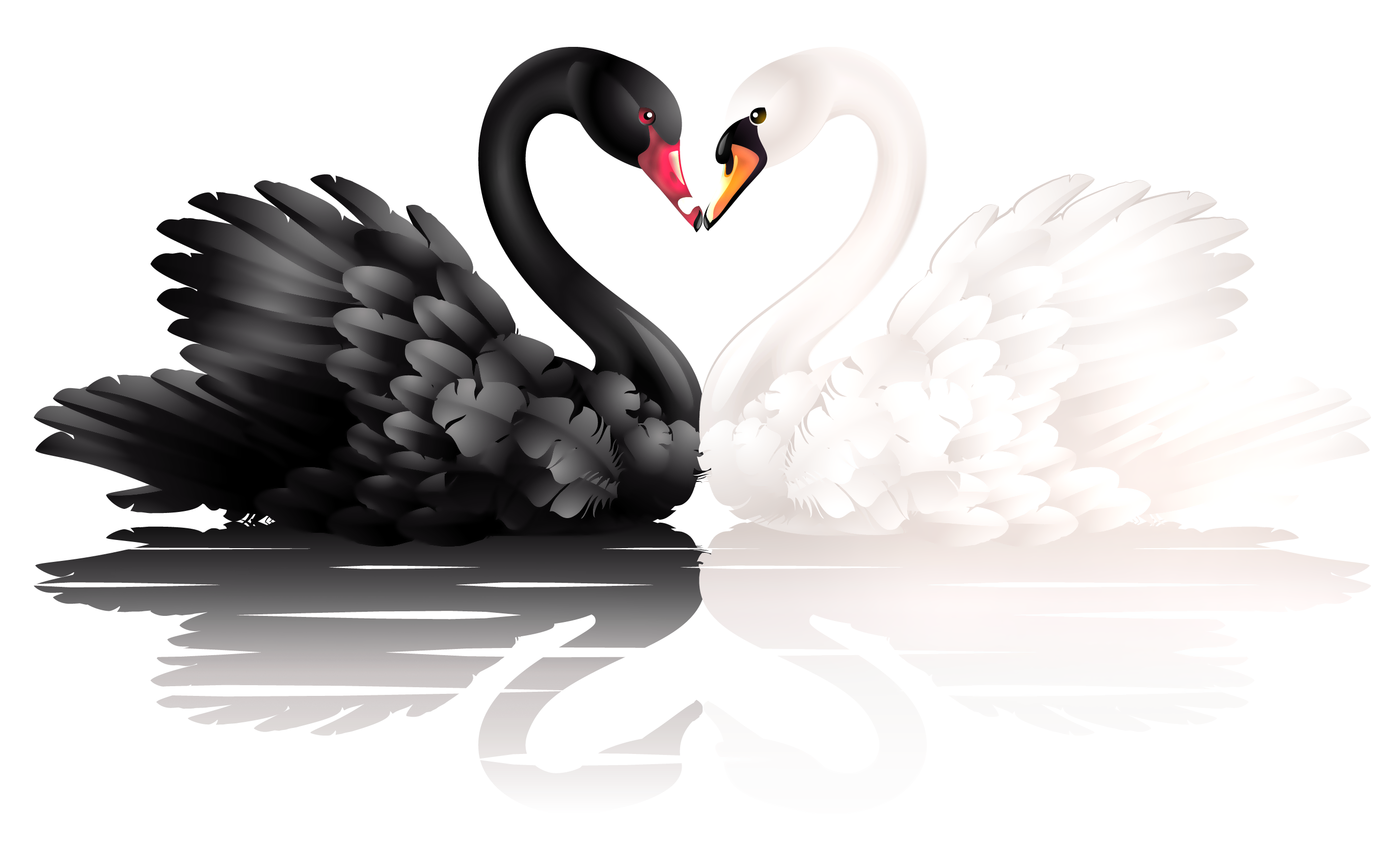 White and Black Swans with Heart Shape PNG Clipart | Gallery