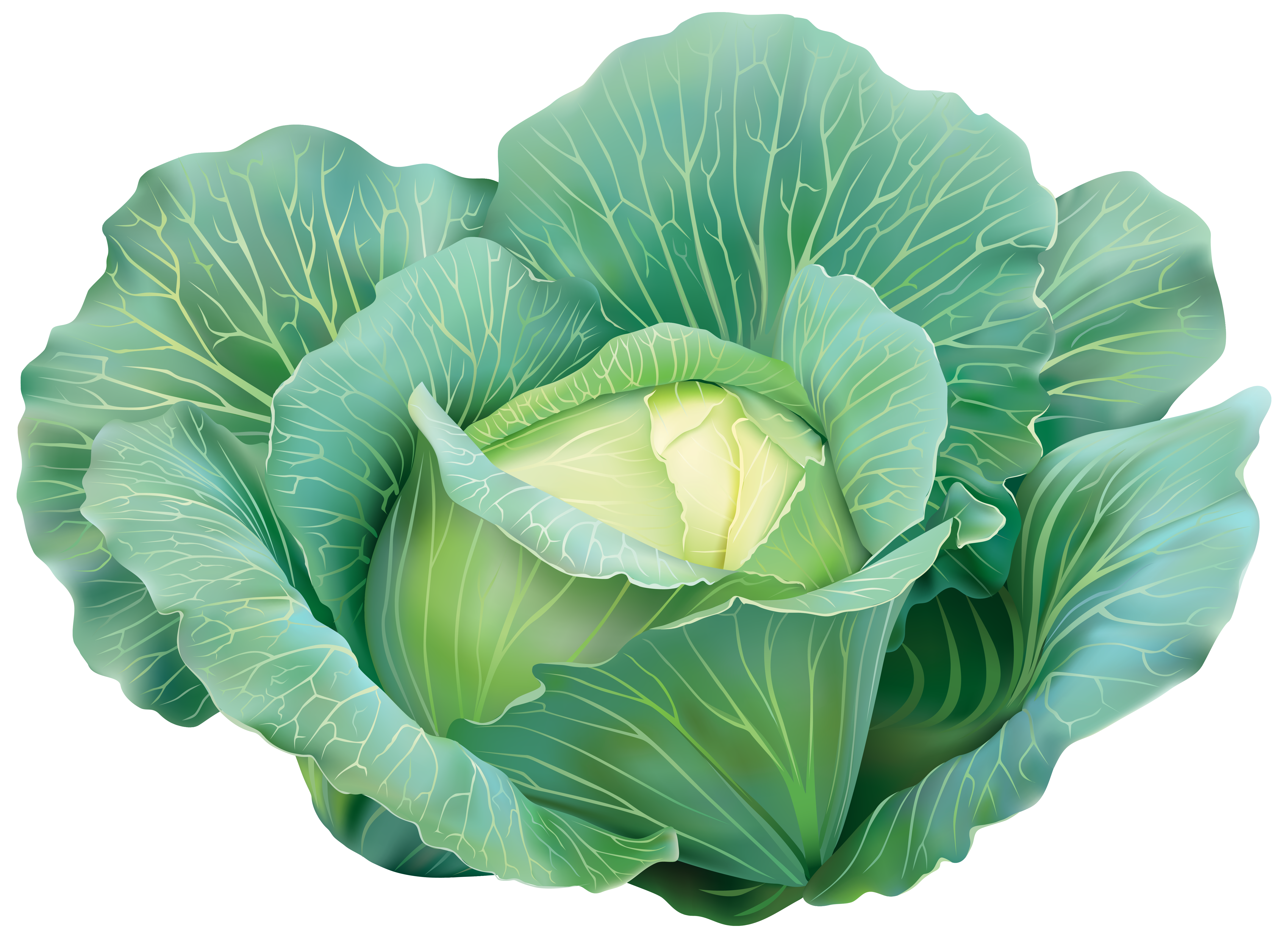 Cabbage Clipart Image | Gallery Yopriceville - High-Quality Images and