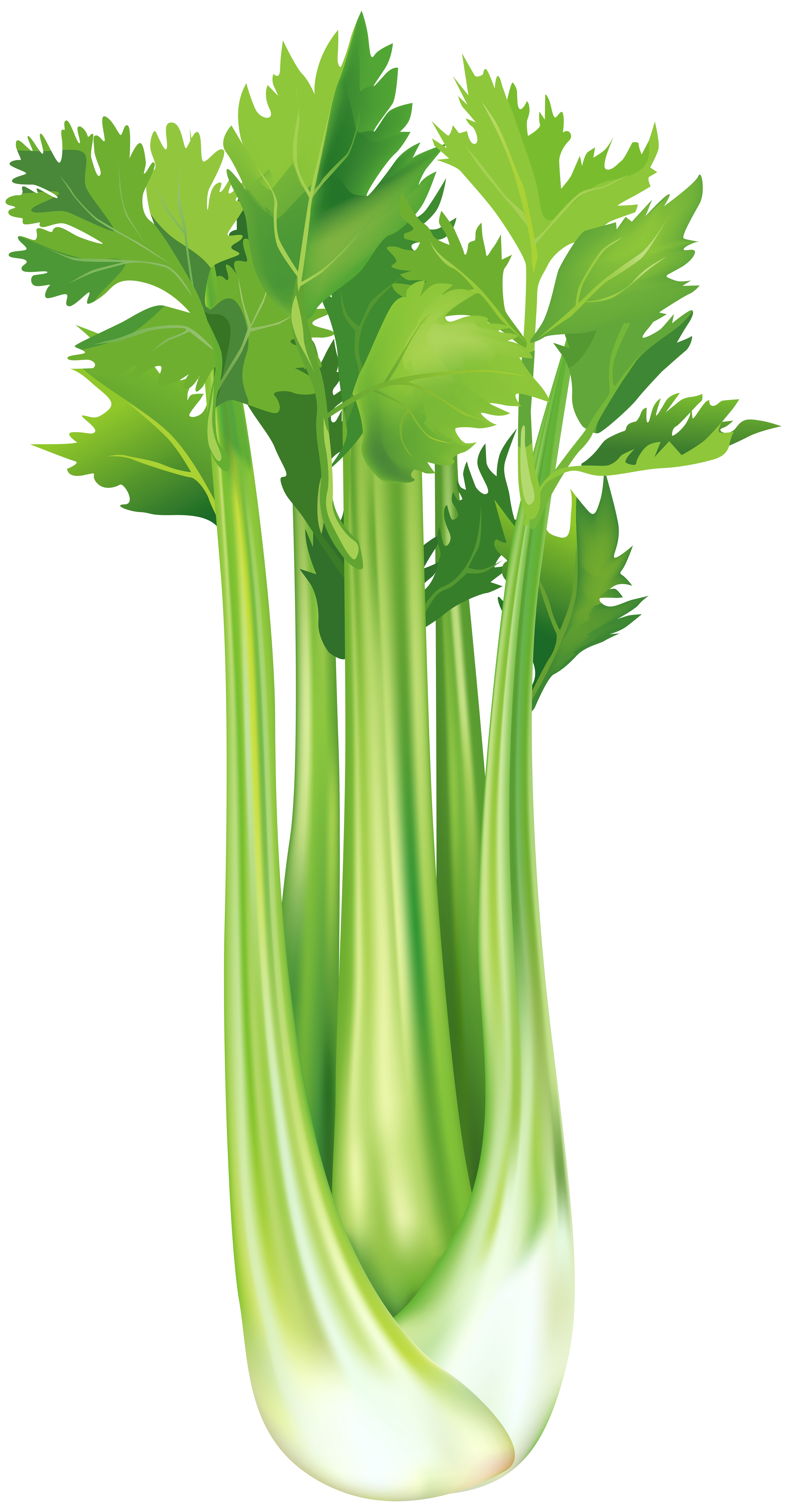 Real celery clipart 20 free Cliparts | Download images on Clipground 2021