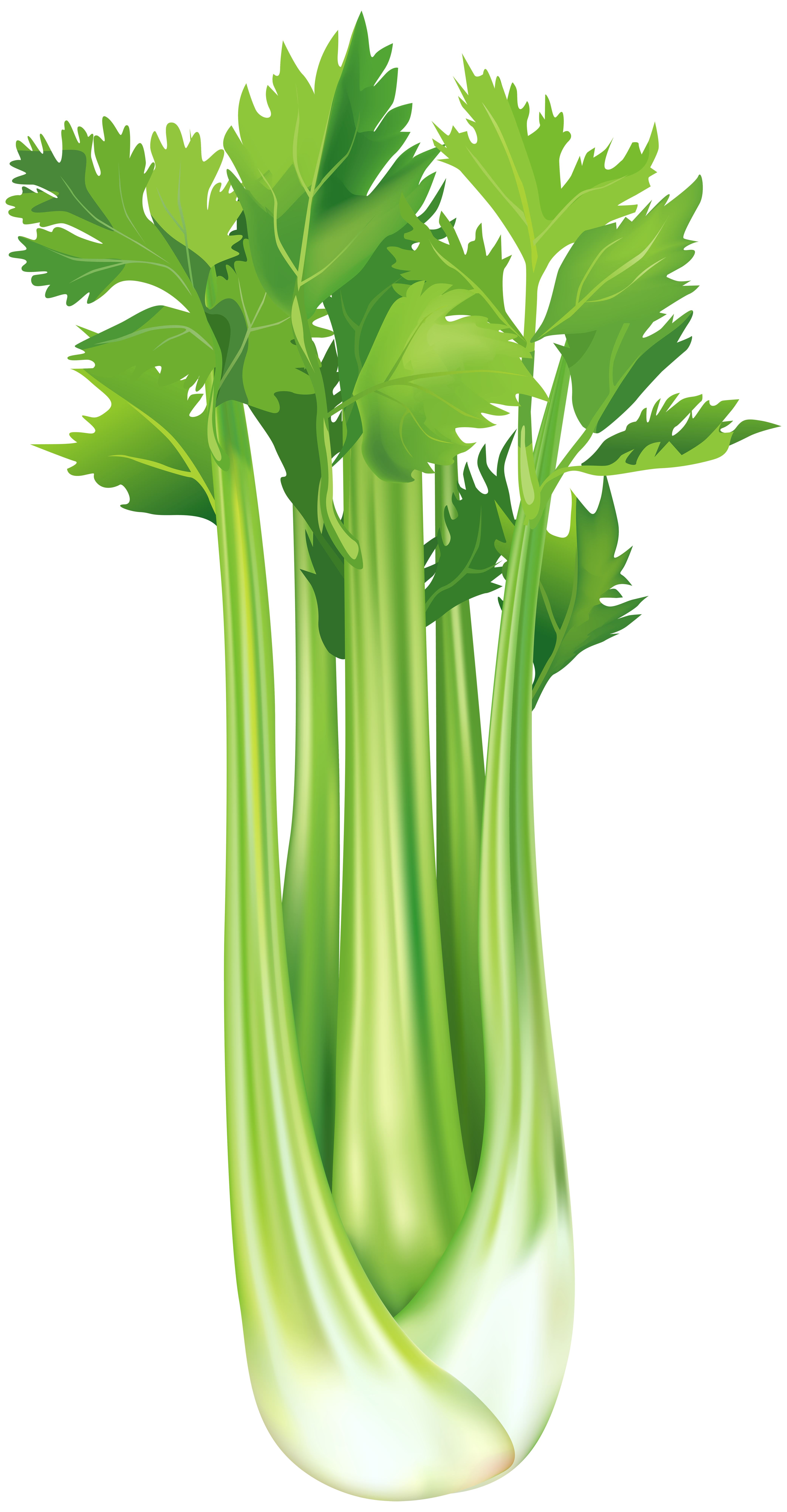 Real celery clipart 20 free Cliparts | Download images on Clipground 2022