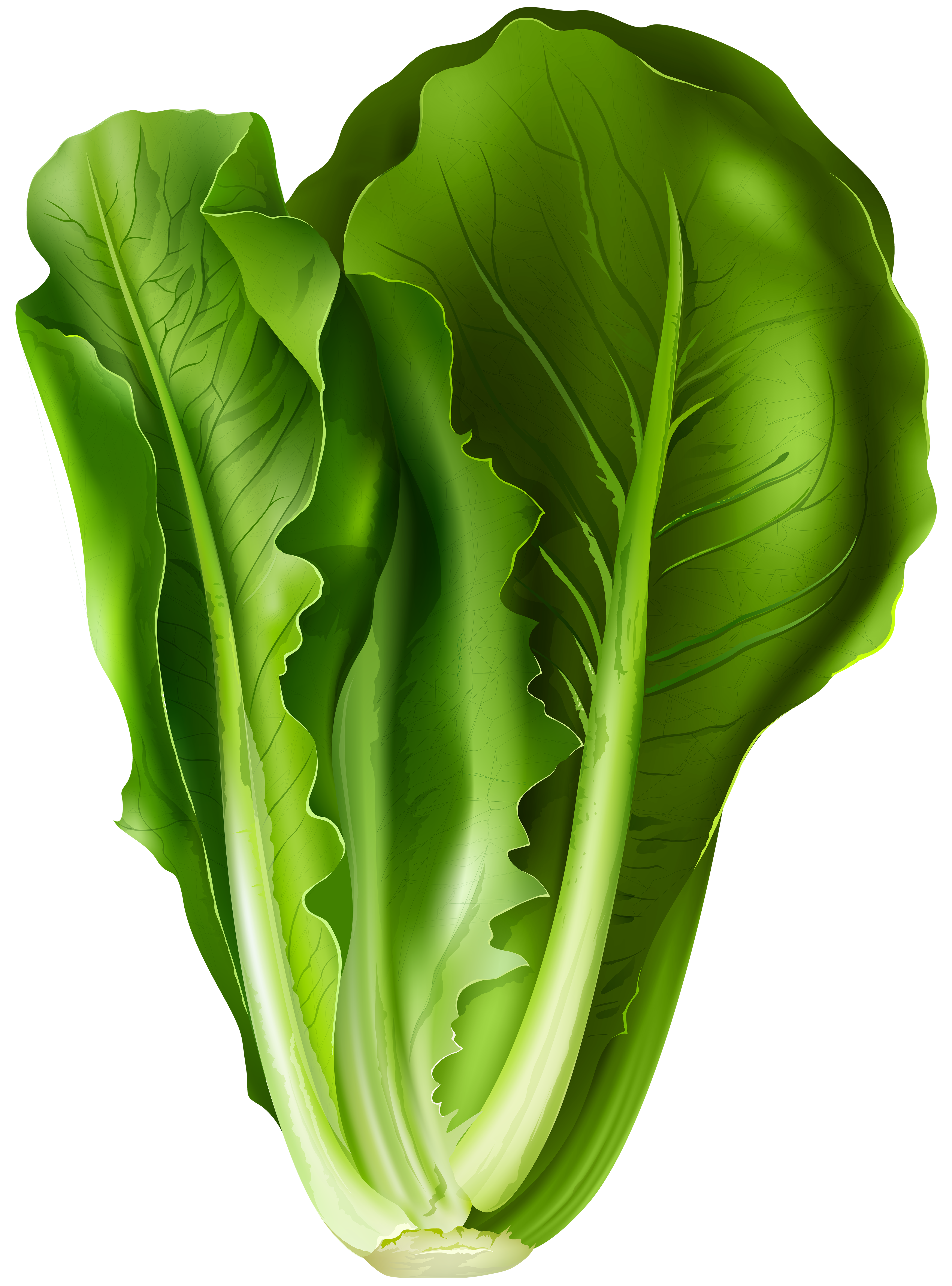 clipart green leafy vegetables - photo #31
