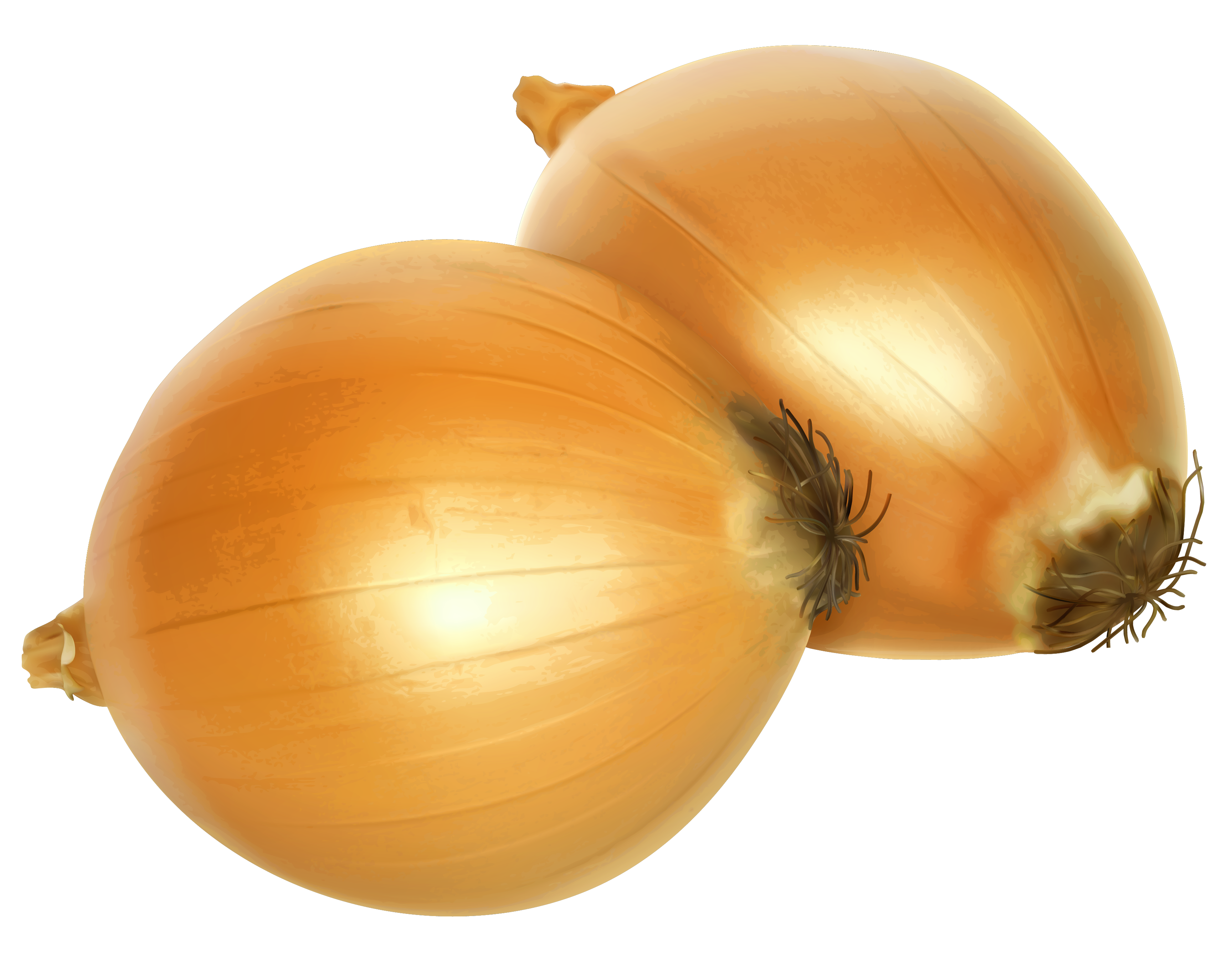 clipart of onion - photo #34