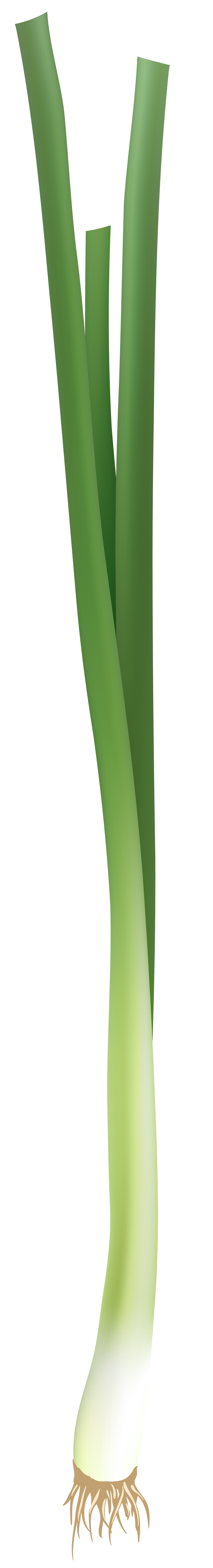 green onion clipart - photo #47