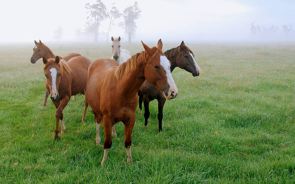This jpeg image - Brown Horses Wallpaper, is available for free download