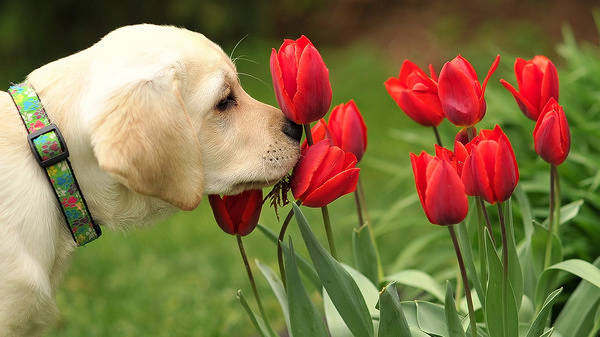 This jpeg image - Cute Labrador with Tulips, is available for free download