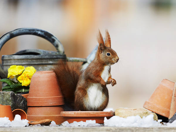 This jpeg image - Cute Squirrel Wallpaper, is available for free download