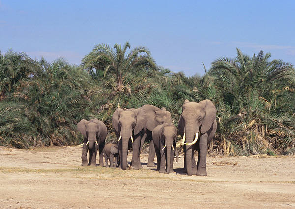 This jpeg image - Elephants Wallpaper, is available for free download