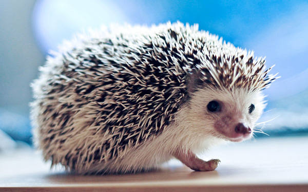 This jpeg image - Hedgehog Wallpaper, is available for free download
