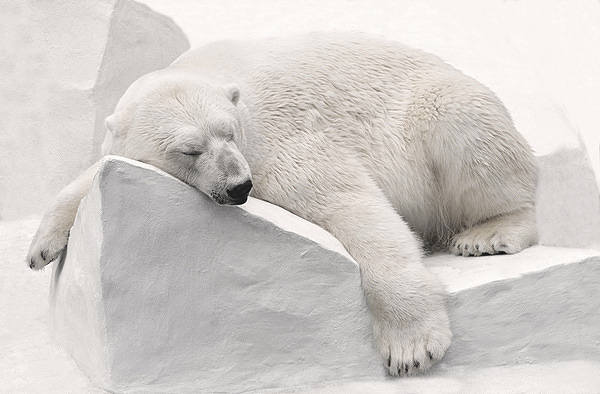 This jpeg image - Polar Bear Background, is available for free download