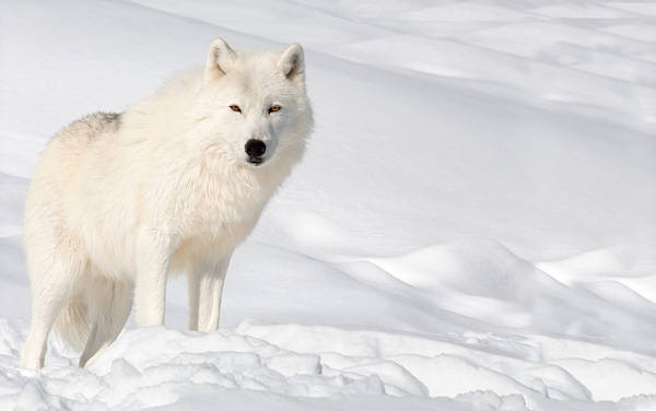 This jpeg image - Snow Wolf Wallpaper, is available for free download