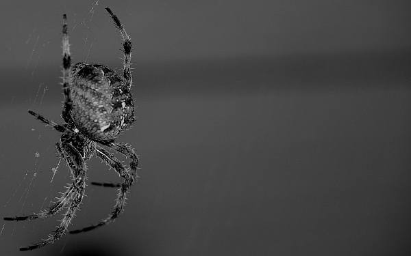 This jpeg image - Spider, is available for free download