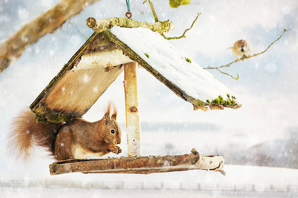 This jpeg image - Winter Wallpaper with Squirrel, is available for free download