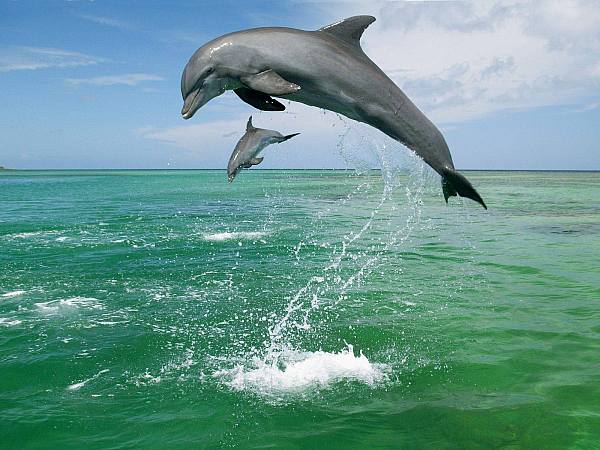 This jpeg image - dolphin, is available for free download