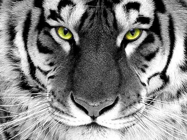 This jpeg image - tigerwhite, is available for free download
