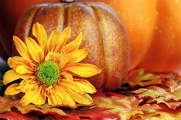 This jpeg image - Autumn Background with Pumpkin and Flower, is available for free download