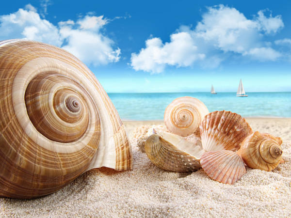 This jpeg image - Beach and Shells Background, is available for free download