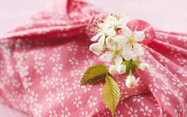 This jpeg image - Beautiful Background with Sense of Spring and Cherry Blossoms, is available for free download