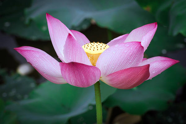 This jpeg image - Beautiful Lotus Background, is available for free download
