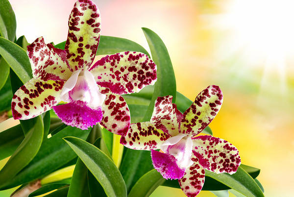 This jpeg image - Beautiful Orchid Background, is available for free download