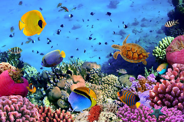 This jpeg image - Beautiful Underwater Background, is available for free download