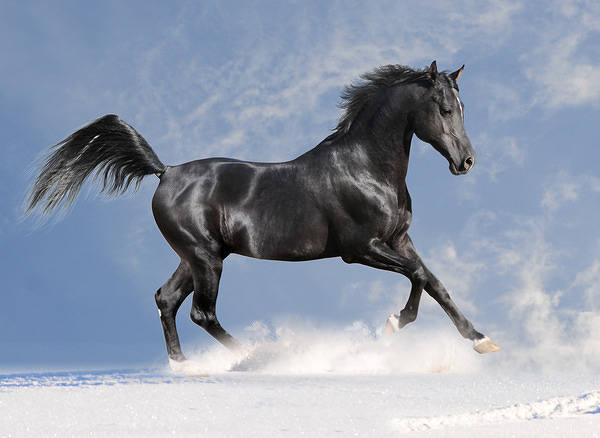 Black Horse Background | Gallery Yopriceville - High-Quality Images and