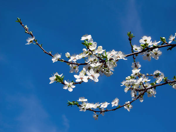 This jpeg image - Blue Spring Background, is available for free download