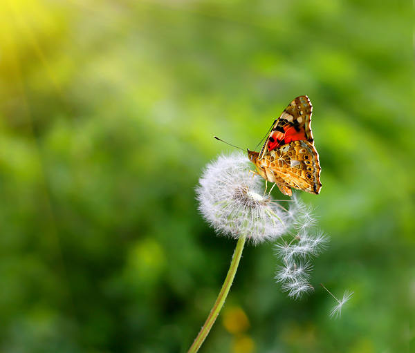 This jpeg image - Butterfly on Dandelion Background, is available for free download