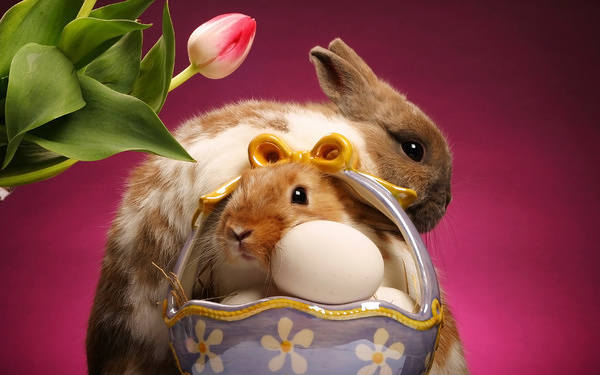This jpeg image - Cute Bunnies and Tulip Background, is available for free download