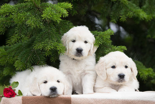 This jpeg image - Cute Little Puppies Background, is available for free download