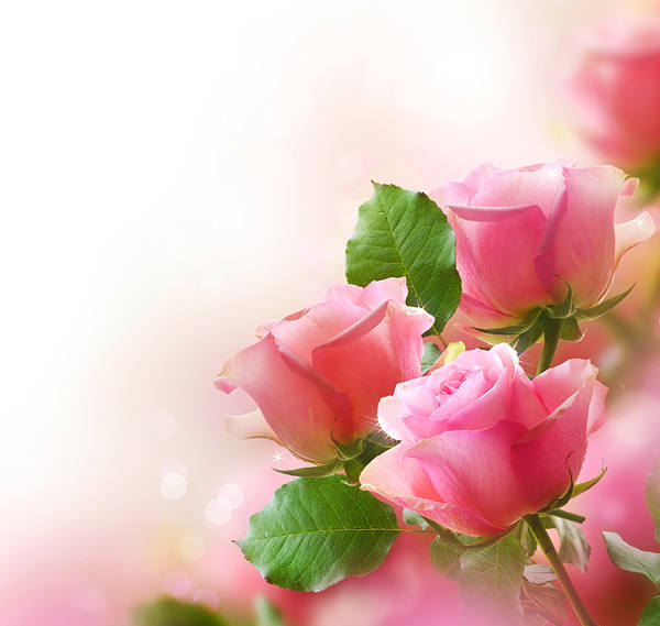 This jpeg image - Cute Pink Roses Background, is available for free download