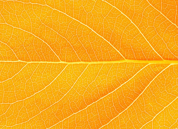 This jpeg image - Orange Autumn Leaf Background, is available for free download