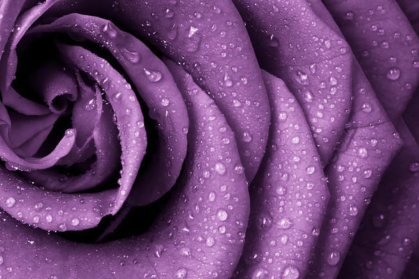 This jpeg image - Purple Rose Background, is available for free download
