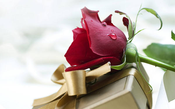 This jpeg image - Red Rose and Gold Gift Background, is available for free download