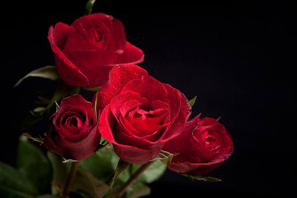 Red Roses Black...