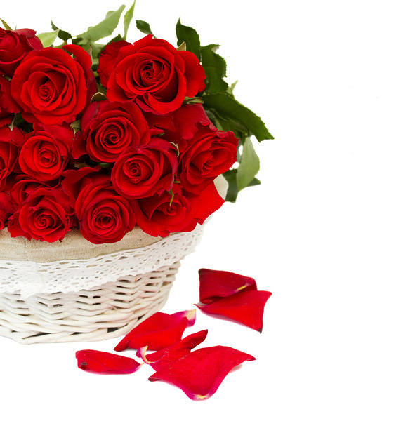This jpeg image - Red Roses White Background, is available for free download