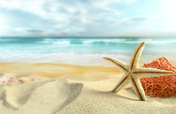 This jpeg image - Sea Sand and Shells Background, is available for free download