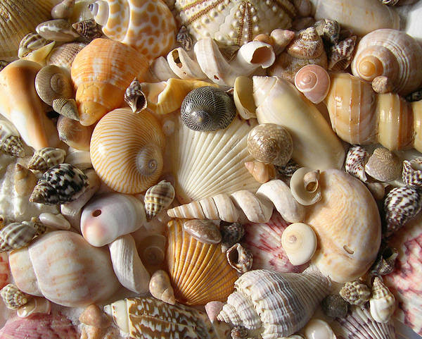 This jpeg image - Seashells Background, is available for free download