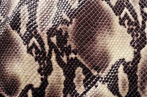 This jpeg image - Snake Skin Background, is available for free download
