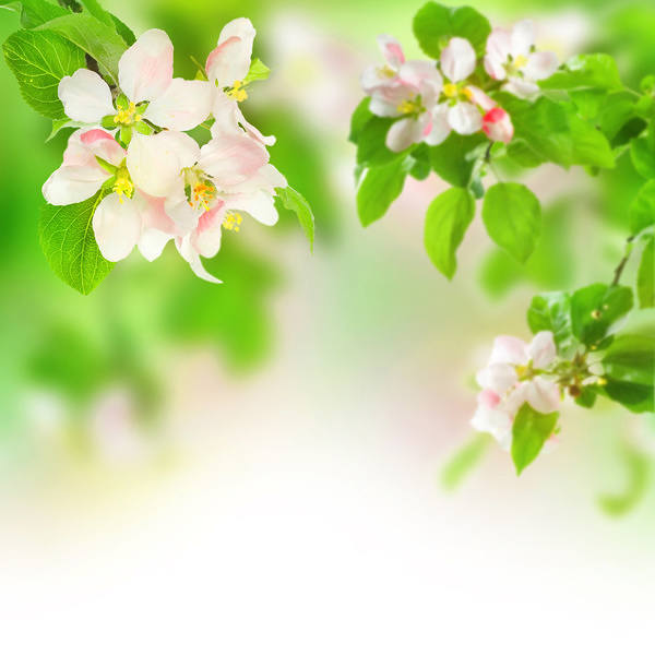 This jpeg image - Spring Background, is available for free download