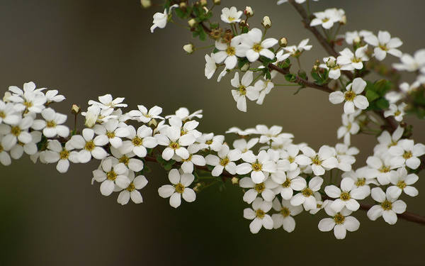 This jpeg image - Spring Background with White Blossoms, is available for free download