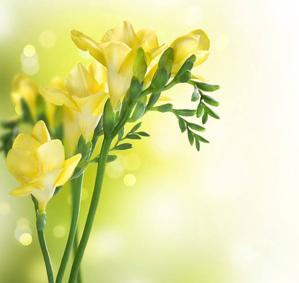 This jpeg image - Spring Background with Yellow Freesia, is available for free download