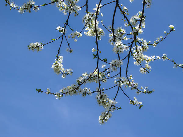 This jpeg image - Spring Sky Background, is available for free download